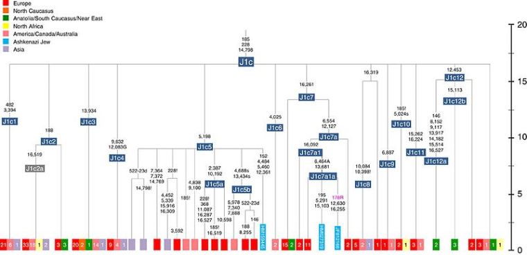 Schematic_phylogenetic_tree_of_mtDNA_haplogroup_J1c